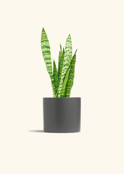 Snake Plant Zeylanica in a 6 inches Charcoal Classic Cylinder Planter 