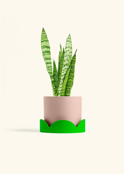 Snake Plant Zeylanica in a 6 inches Pink Classic Cylinder Planter in a Shamrock Petal Drip Tray