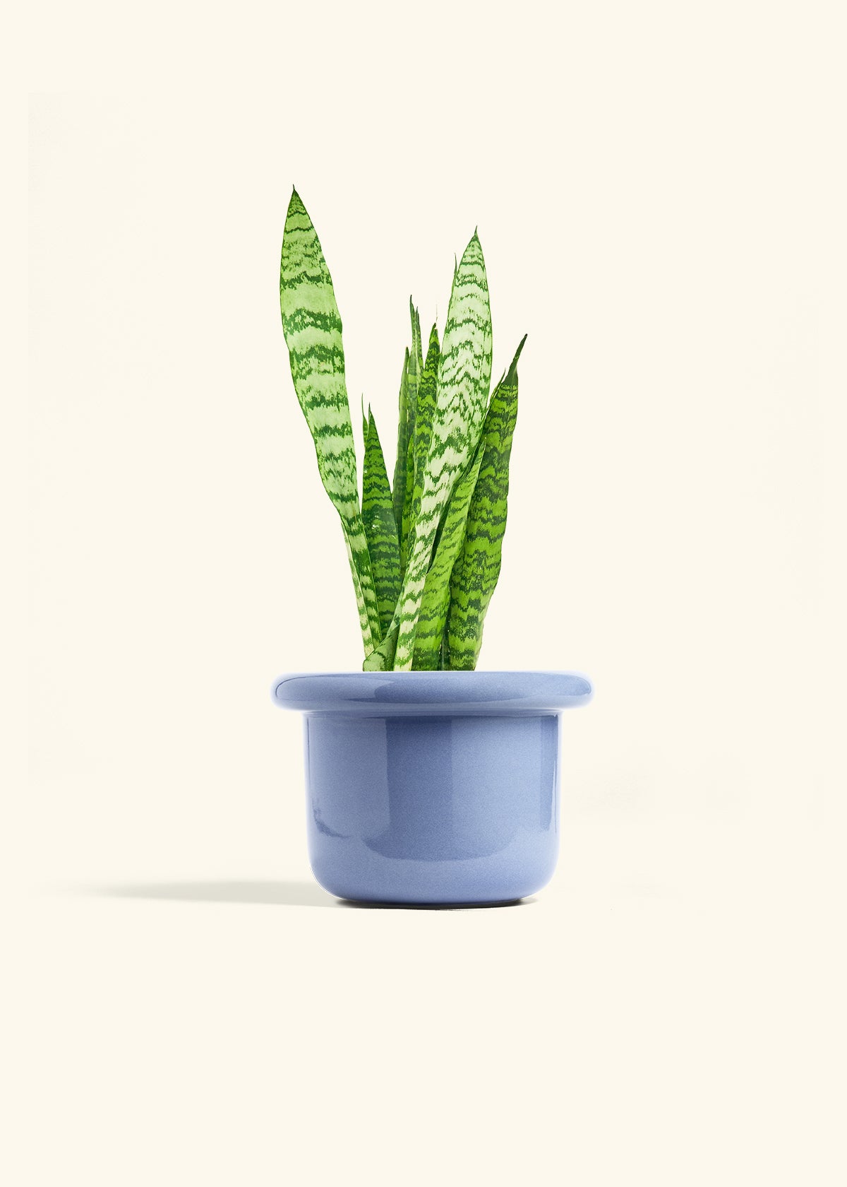 Snake Plant Zeylanica in a 6 inches Fat Lip Blue Planter 