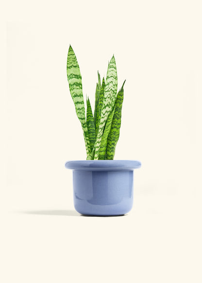 Snake Plant Zeylanica in a 6 inches Fat Lip Blue Planter 