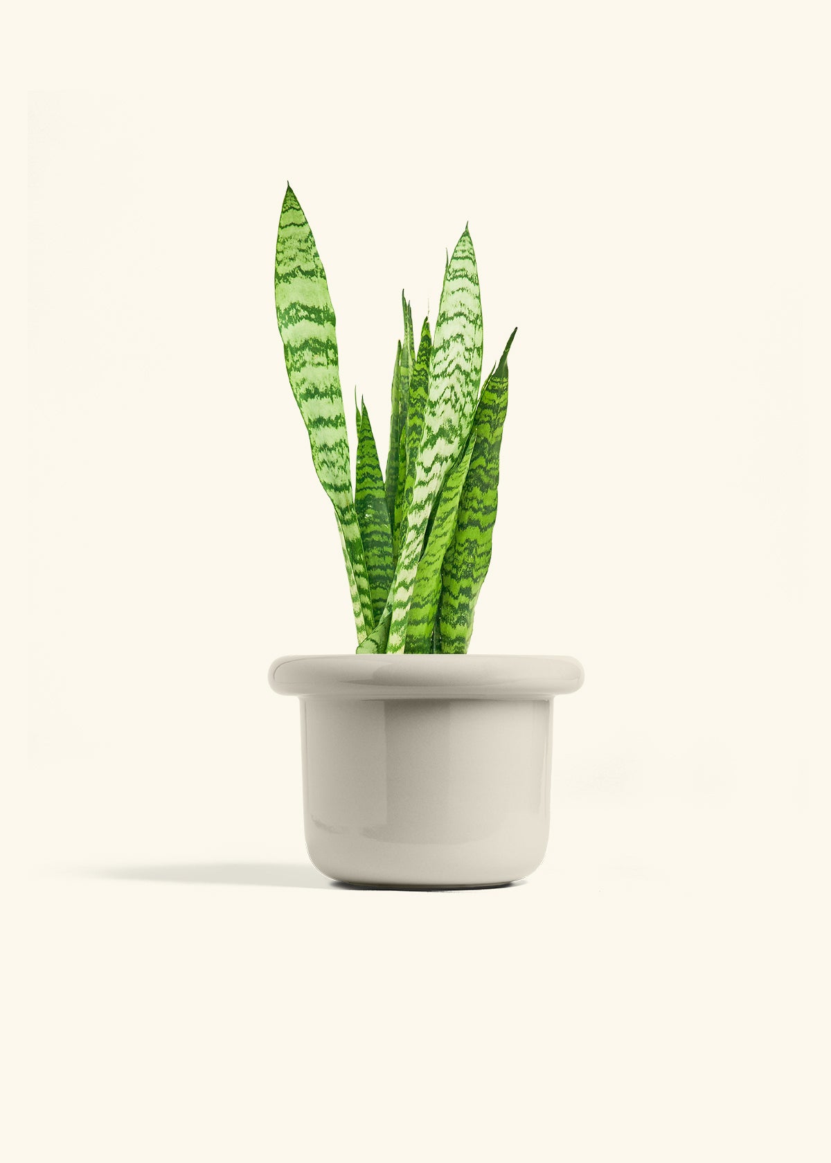 Snake Plant Zeylanica in a 6 inches Fat Lip Oat Planter 