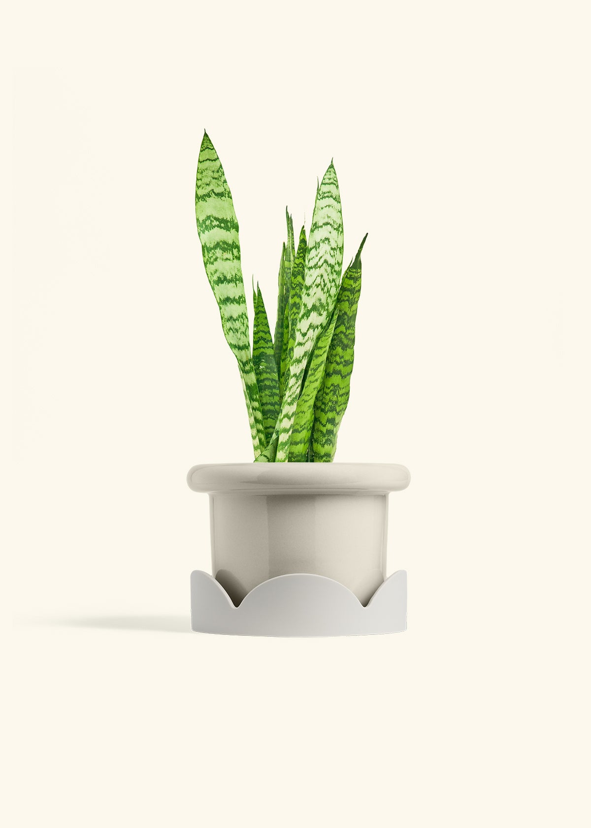 Snake Plant Zeylanica in a 6 inches Fat Lip Oat Planter in a Oat Petal Drip Tray