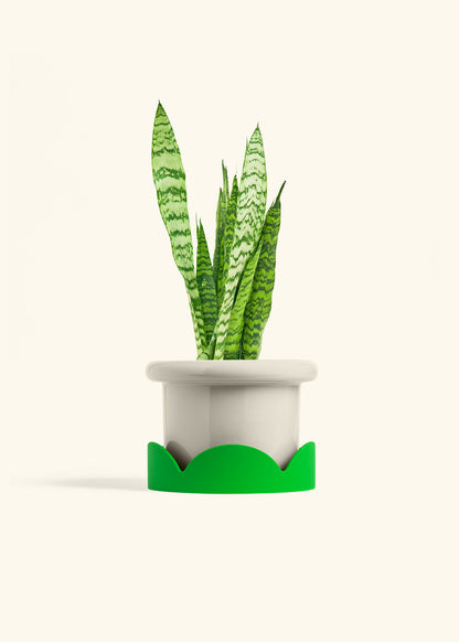 Snake Plant Zeylanica in a 6 inches Fat Lip Oat Planter in a Shamrock Petal Drip Tray