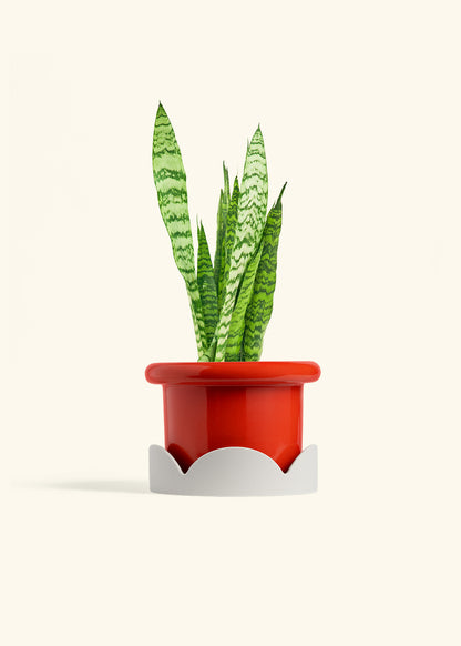 Snake Plant Zeylanica in a 6 inches Fat Lip Red Planter in a Oat Petal Drip Tray