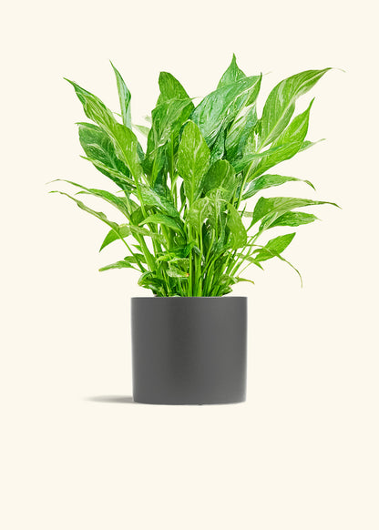 Variegated Peace Lily in a 6 inches Charcoal Classic Cylinder Planter 