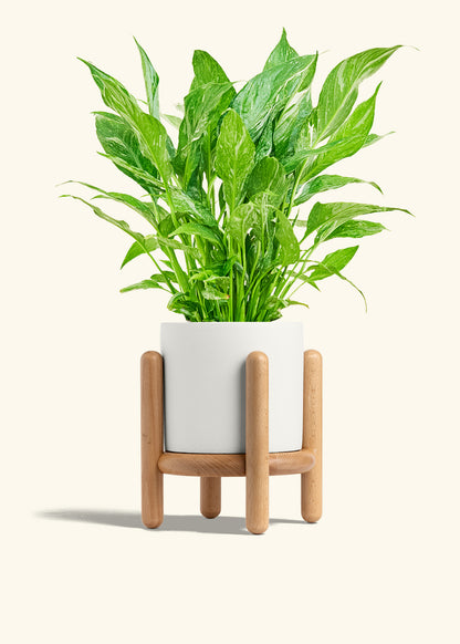 Variegated Peace Lily in a 6 inches White Classic Cylinder Planter in a Beech Wood Stand