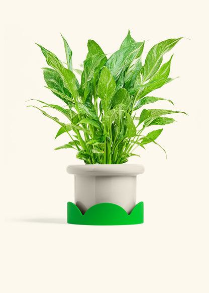 Variegated Peace Lily in a 6 inches Fat Lip Oat Planter in a Shamrock Petal Drip Tray