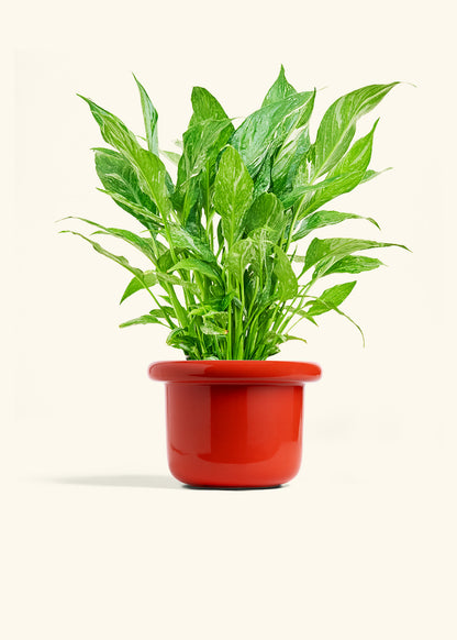Variegated Peace Lily in a 6 inches Fat Lip Red Planter 