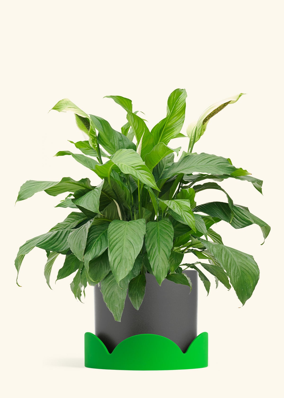 Peace Lily in a 10 inches Charcoal Classic Cylinder Planter in a Shamrock Petal Drip Tray