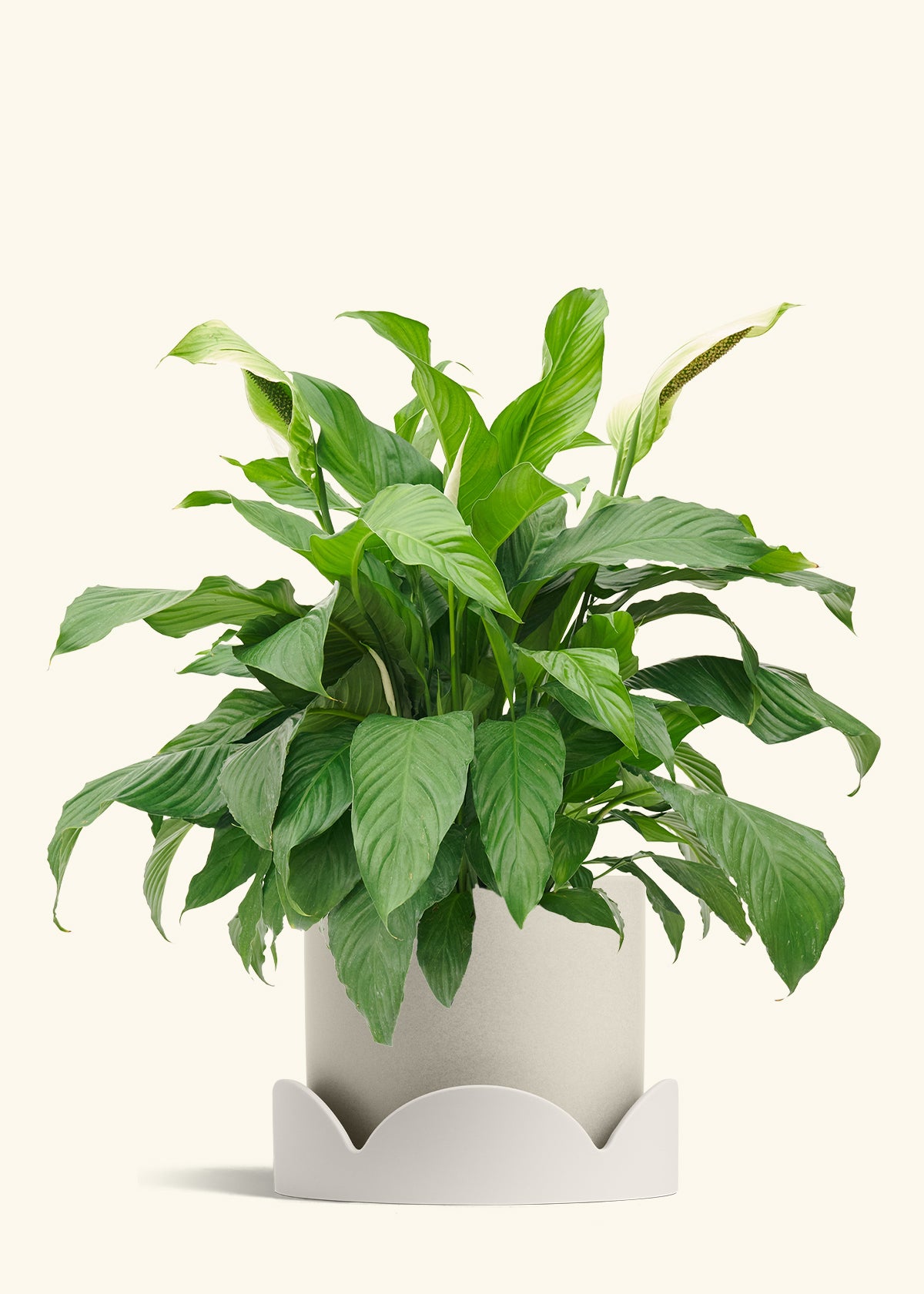 Peace Lily in a 10 inches Oat Classic Cylinder Planter in a Oat Petal Drip Tray