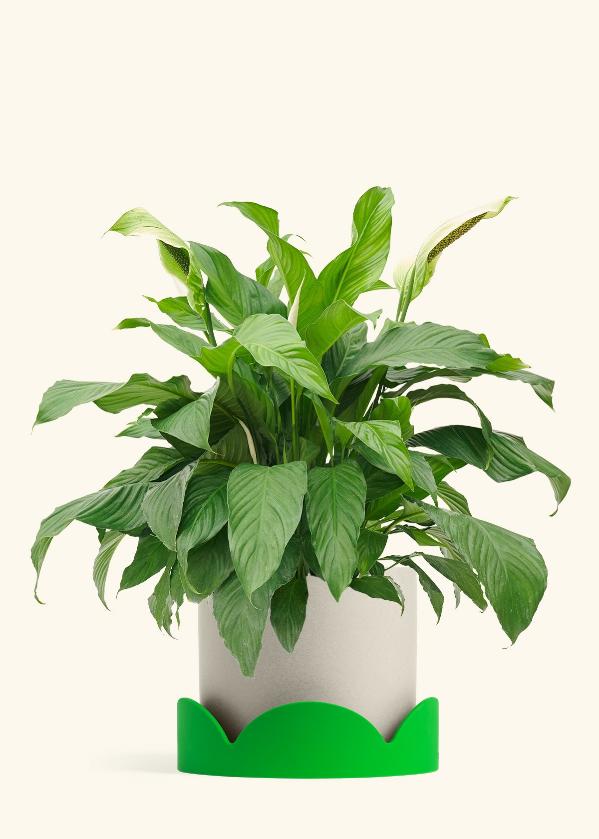 Peace Lily in a 10 inches Oat Classic Cylinder Planter in a Shamrock Petal Drip Tray