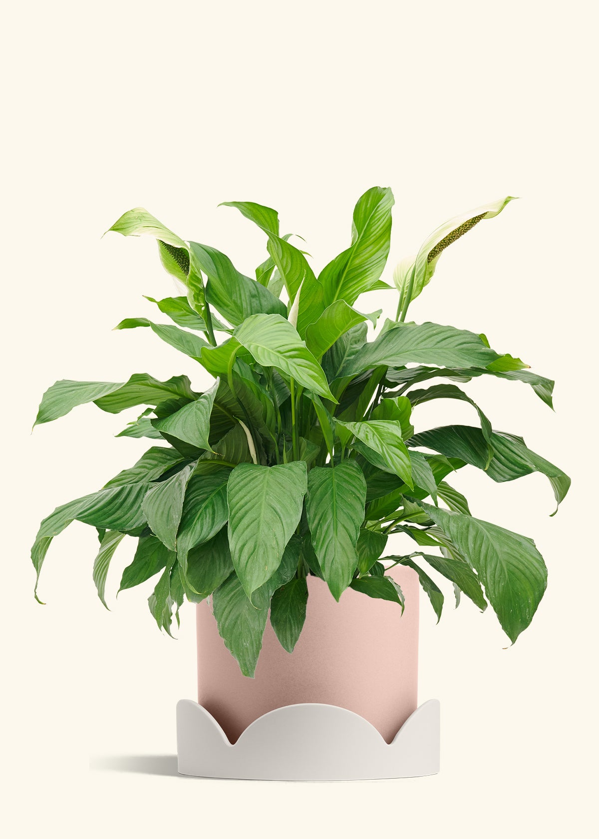 Peace Lily in a 10 inches Pink Classic Cylinder Planter in a Oat Petal Drip Tray
