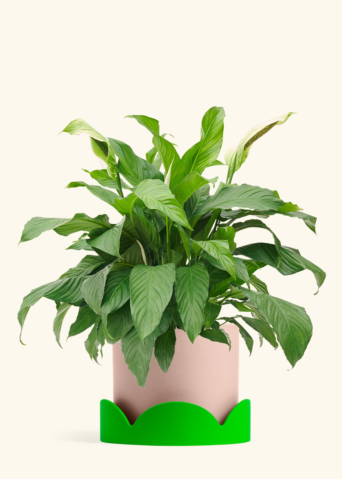 Peace Lily in a 10 inches Pink Classic Cylinder Planter in a Shamrock Petal Drip Tray