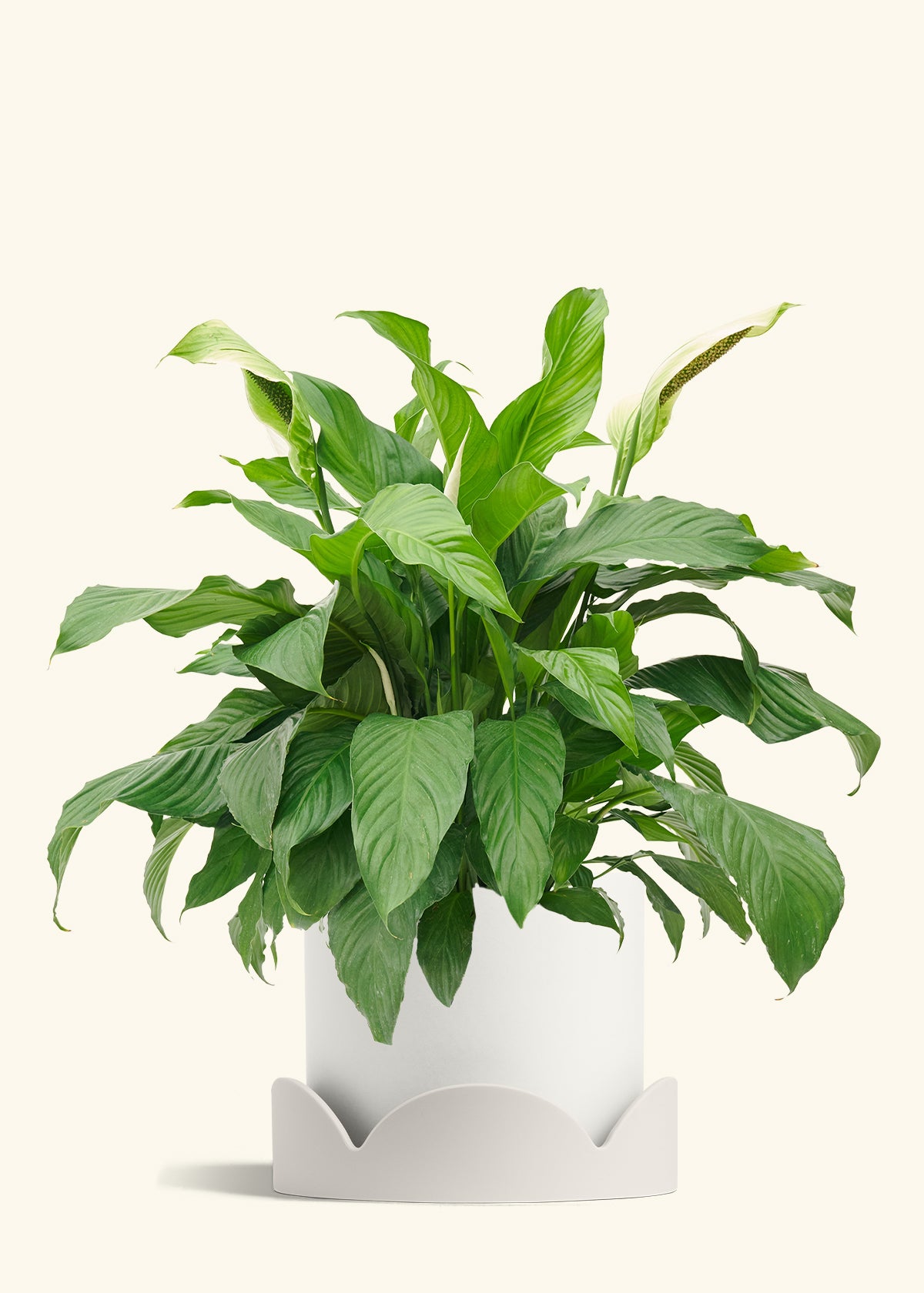 Peace Lily in a 10 inches White Classic Cylinder Planter in a Oat Petal Drip Tray