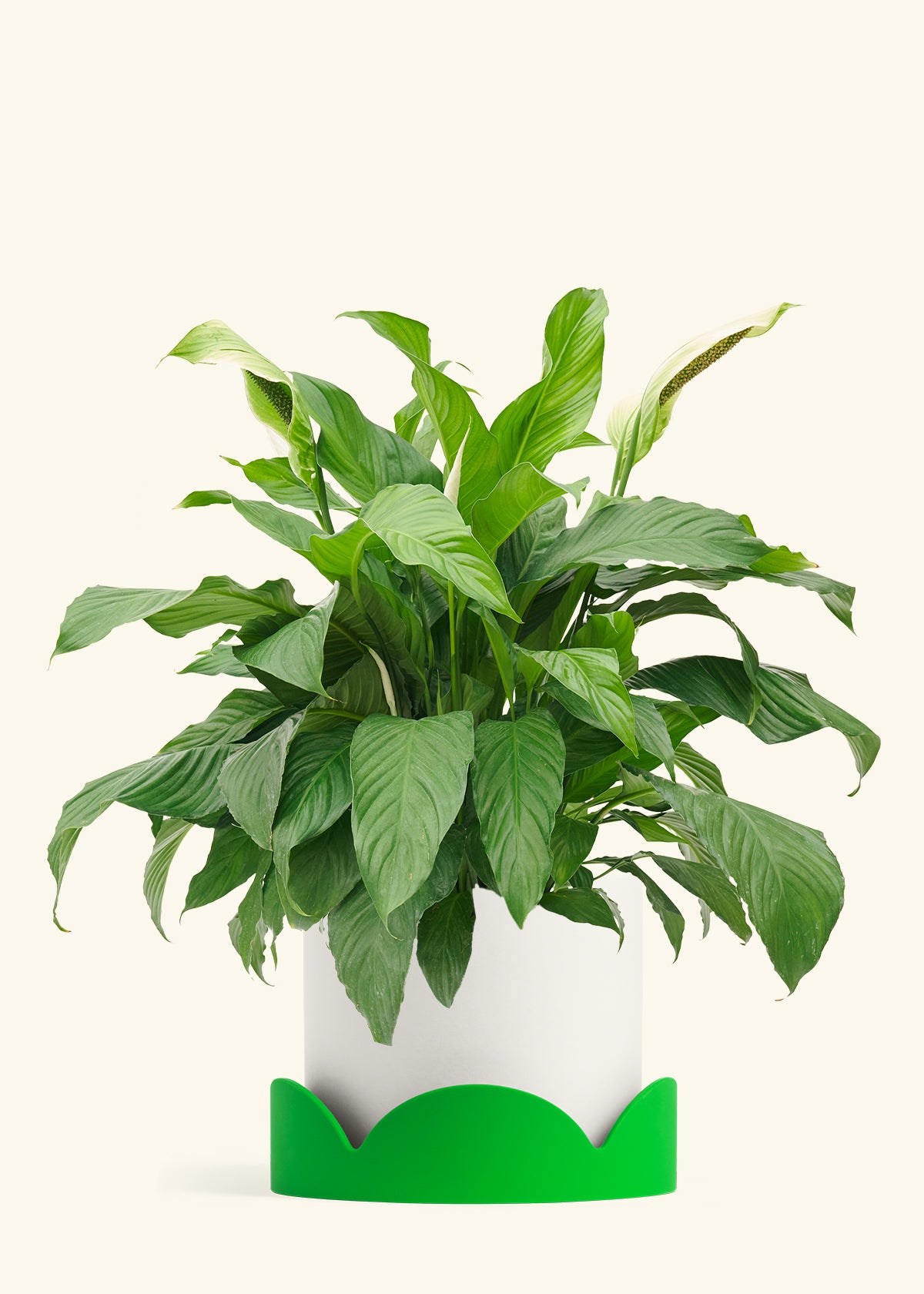 Peace Lily in a 10 inches White Classic Cylinder Planter in a Shamrock Petal Drip Tray