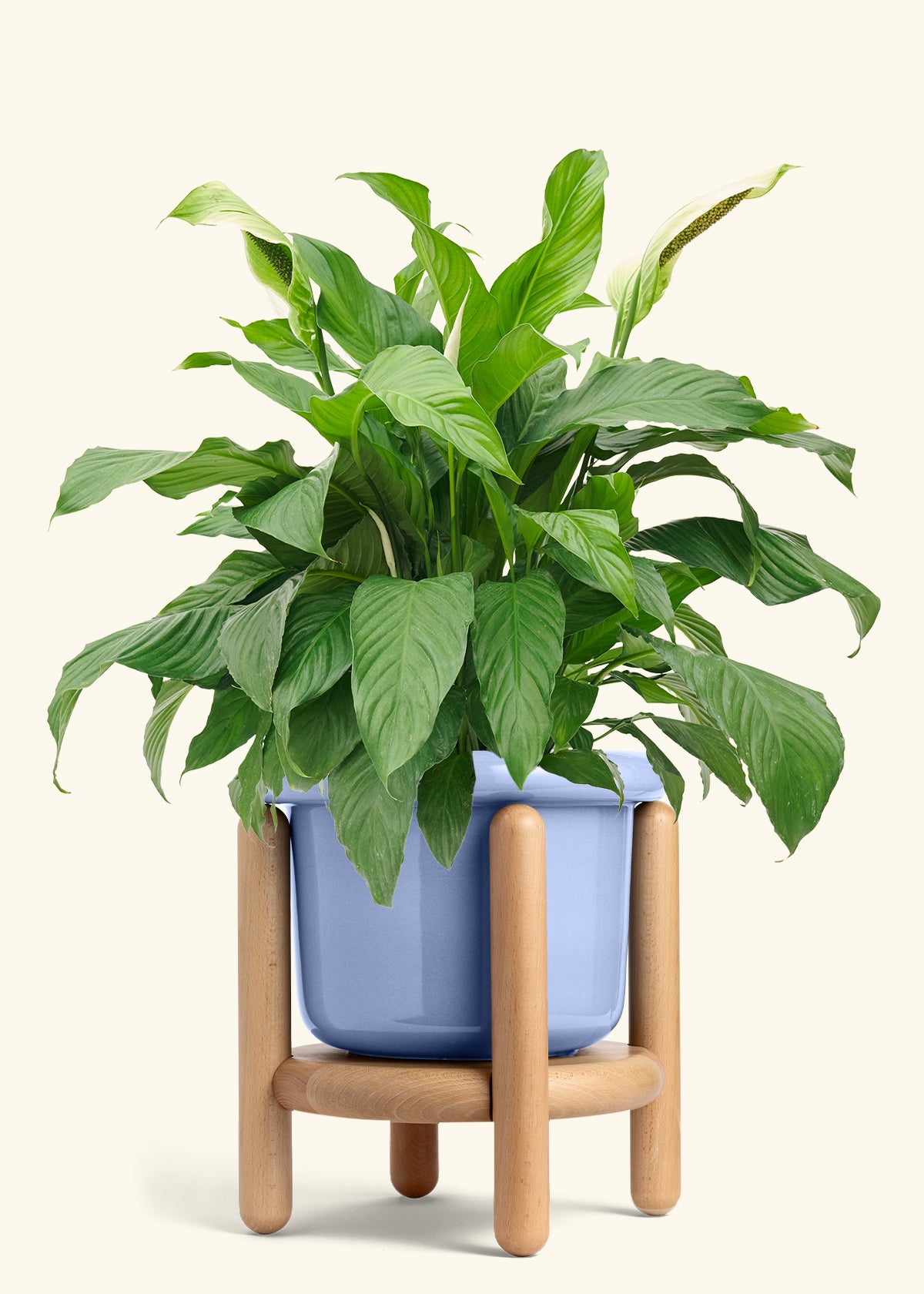 Peace Lily in a 10 inches Fat Lip Blue Planter in a Beech Wood Stand