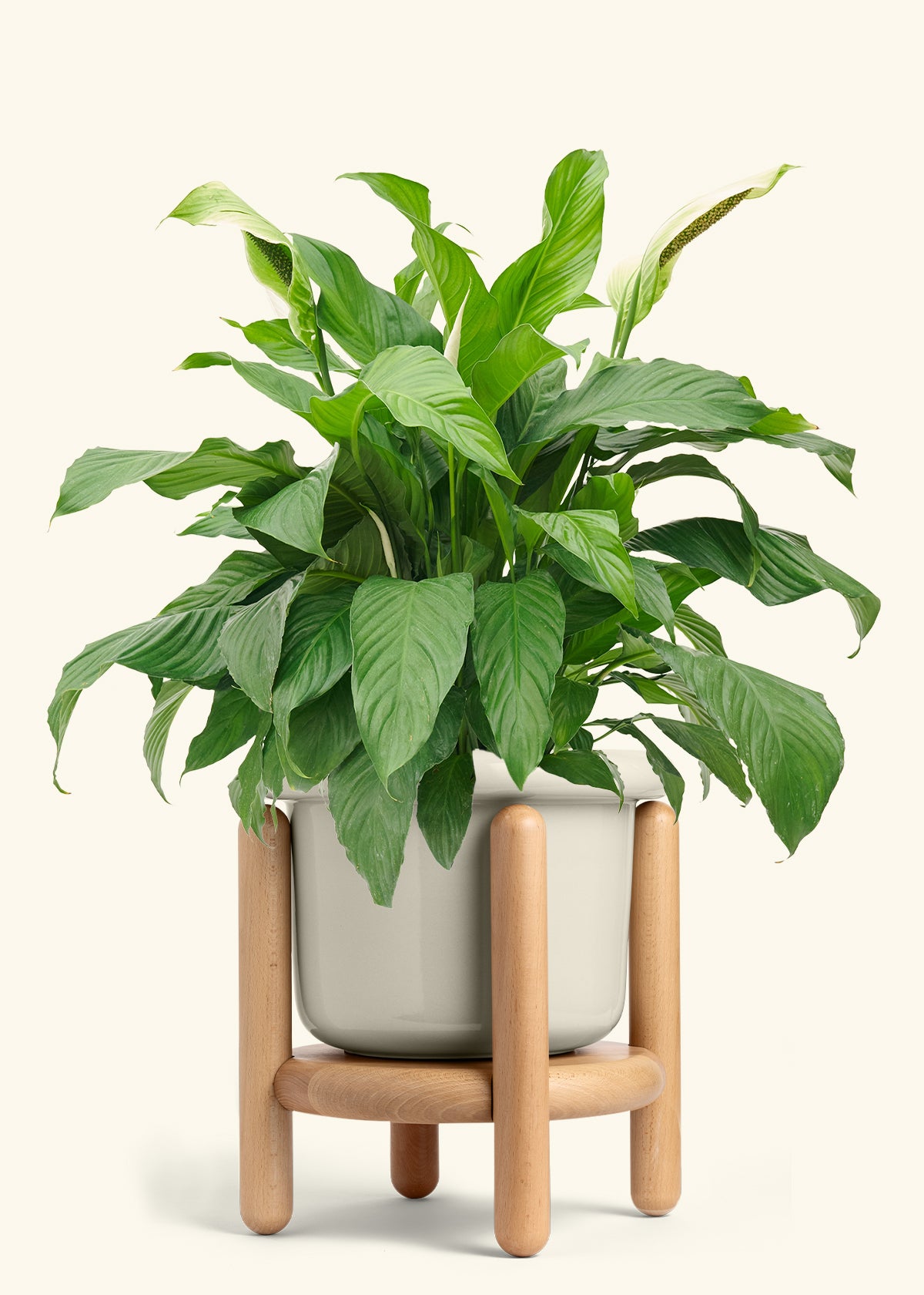 Peace Lily in a 10 inches Fat Lip Oat Planter in a Beech Wood Stand