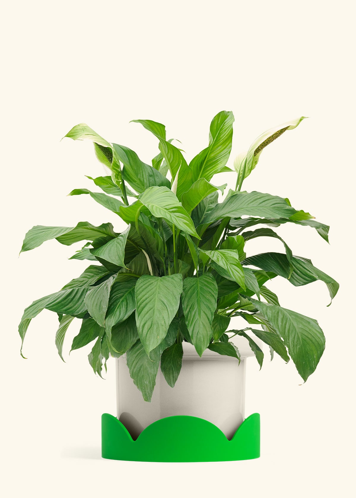 Peace Lily in a 10 inches Fat Lip Oat Planter in a Shamrock Petal Drip Tray