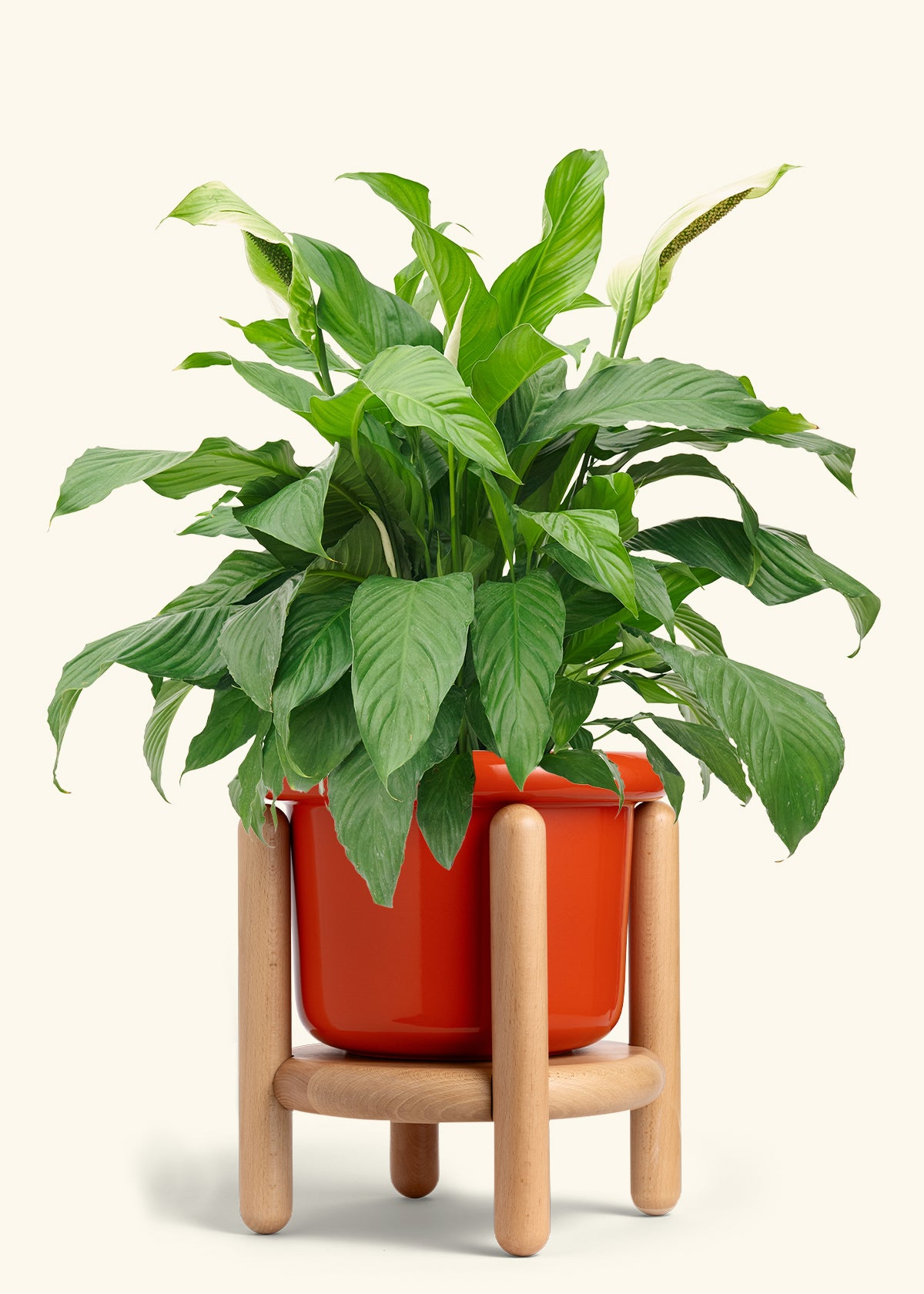 Peace Lily in a 10 inches Fat Lip Red Planter in a Beech Wood Stand