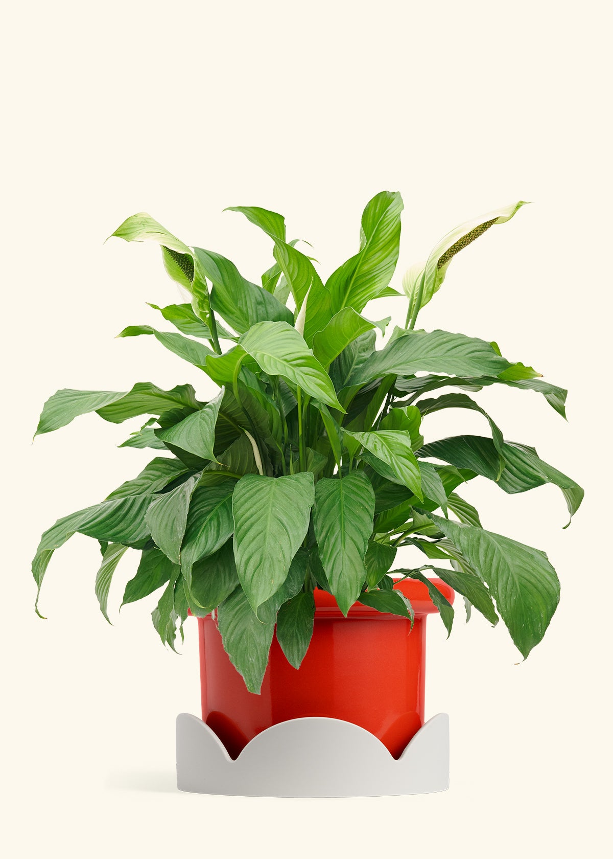 Peace Lily in a 10 inches Fat Lip Red Planter in a Oat Petal Drip Tray