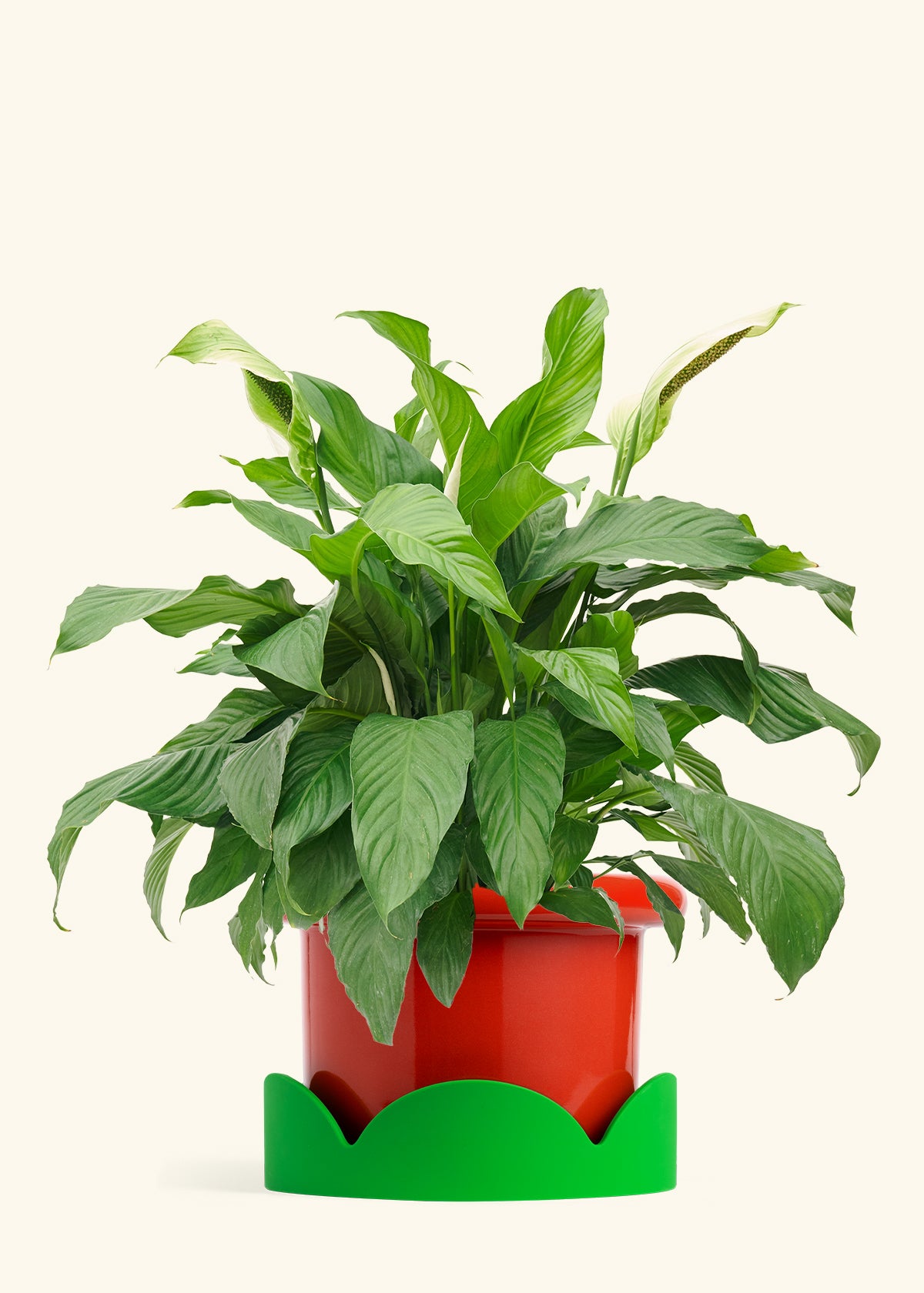 Peace Lily in a 10 inches Fat Lip Red Planter in a Shamrock Petal Drip Tray