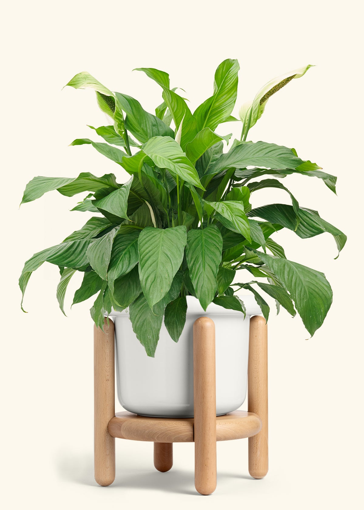 Peace Lily in a 10 inches Fat Lip White Planter in a Beech Wood Stand