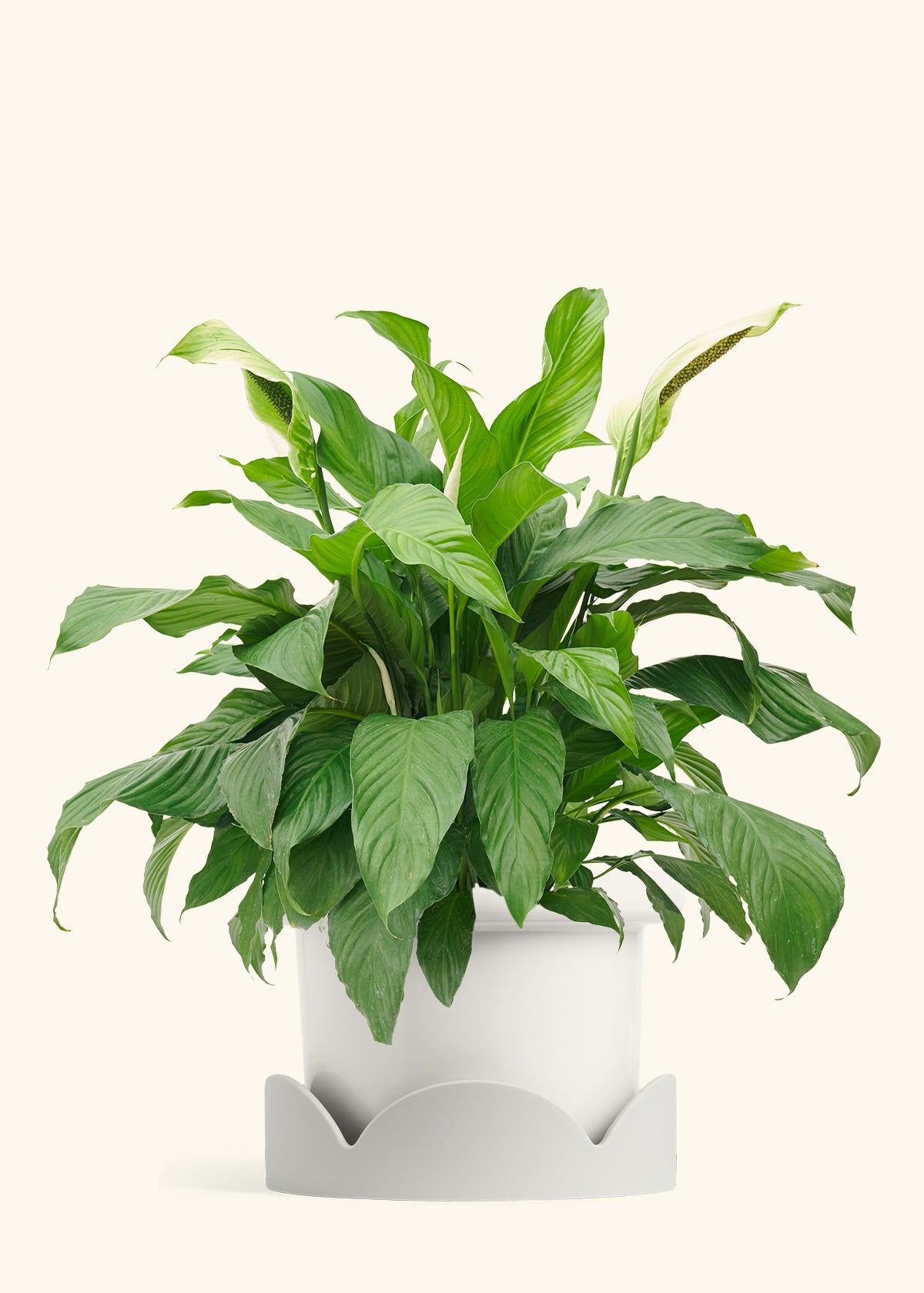 Peace Lily in a 10 inches Fat Lip White Planter in a Oat Petal Drip Tray