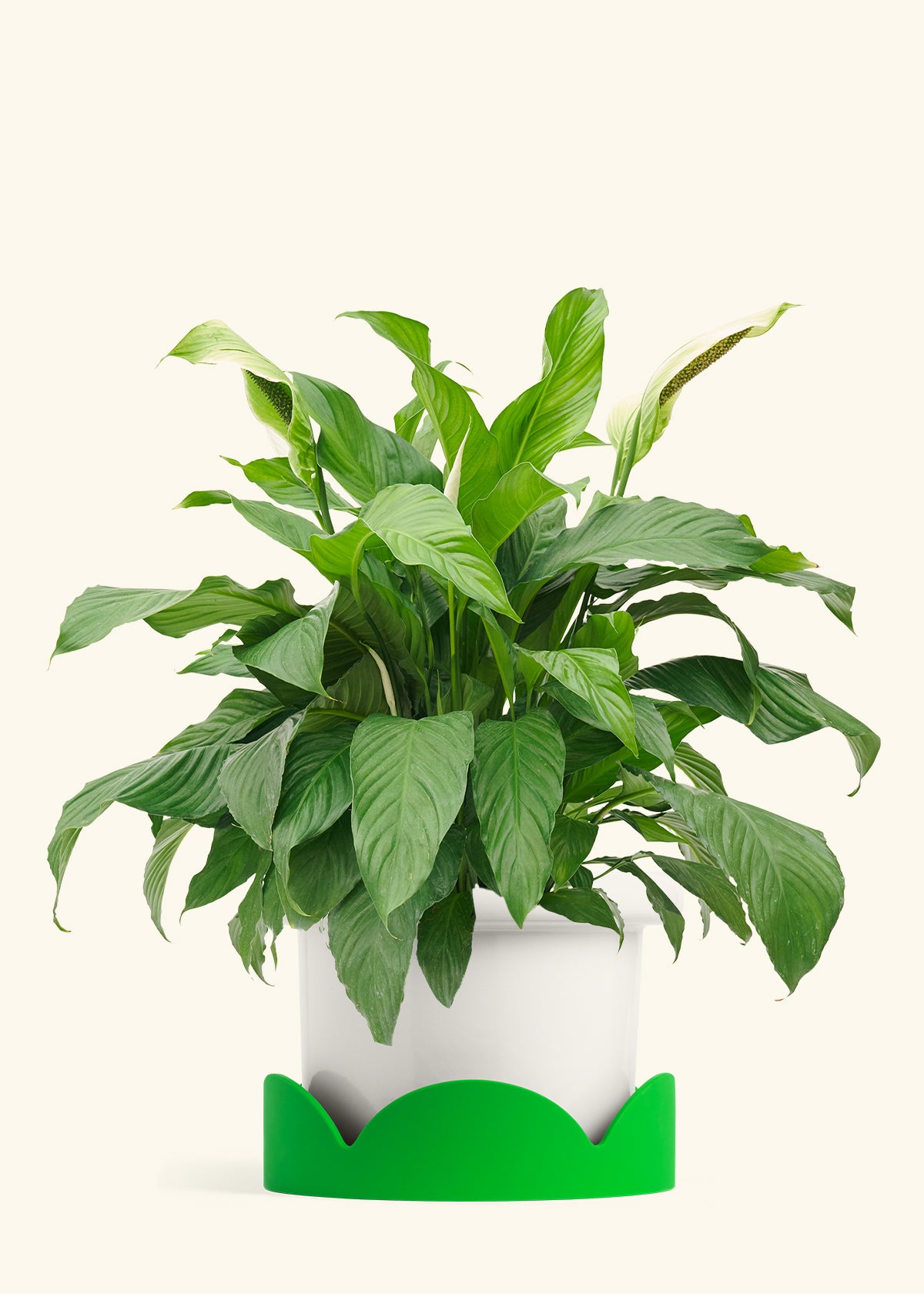 Peace Lily in a 10 inches Fat Lip White Planter in a Shamrock Petal Drip Tray