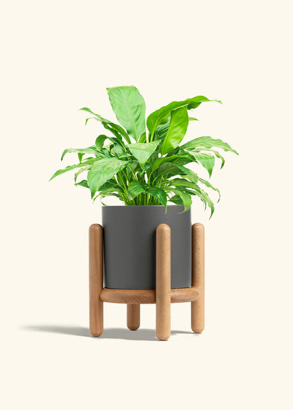 Peace Lily in a 6 inches Charcoal Classic Cylinder Planter in a Beech Wood Stand