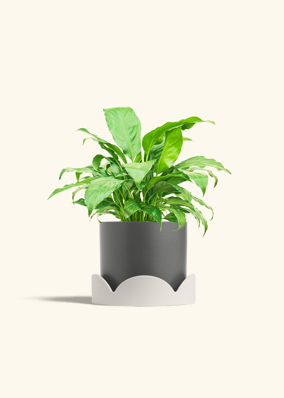 Peace Lily in a 6 inches Charcoal Classic Cylinder Planter in a Oat Petal Drip Tray