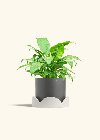 Peace Lily in a 6 inches Charcoal Classic Cylinder Planter in a Oat Petal Drip Tray