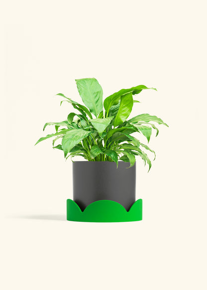Peace Lily in a 6 inches Charcoal Classic Cylinder Planter in a Shamrock Petal Drip Tray