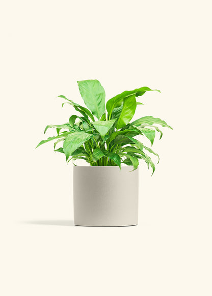 Peace Lily in a 6 inches Oat Classic Cylinder Planter 