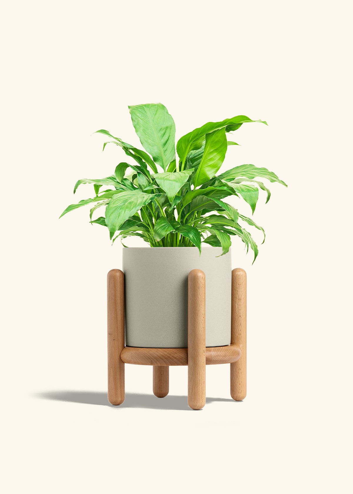 Peace Lily in a 6 inches Oat Classic Cylinder Planter in a Beech Wood Stand