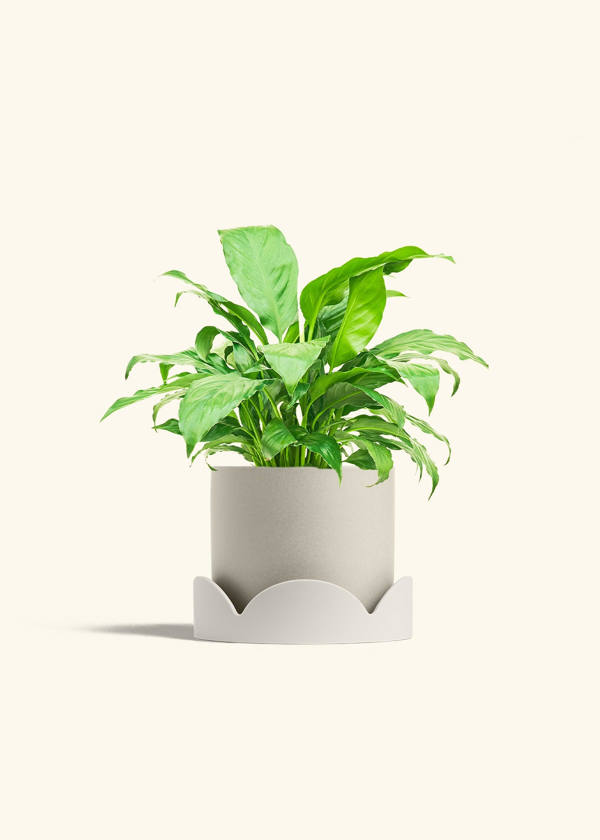 Peace Lily in a 6 inches Oat Classic Cylinder Planter in a Oat Petal Drip Tray