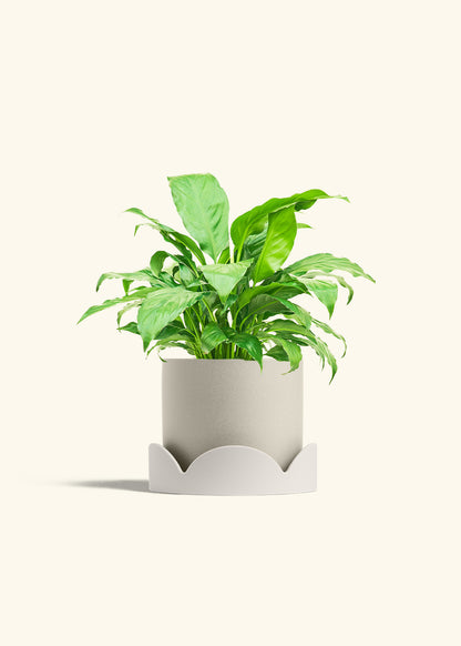 Peace Lily in a 6 inches Oat Classic Cylinder Planter in a Oat Petal Drip Tray