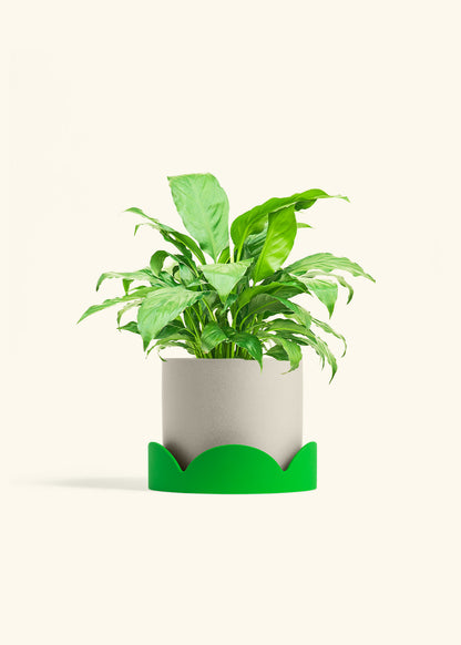 Peace Lily in a 6 inches Oat Classic Cylinder Planter in a Shamrock Petal Drip Tray