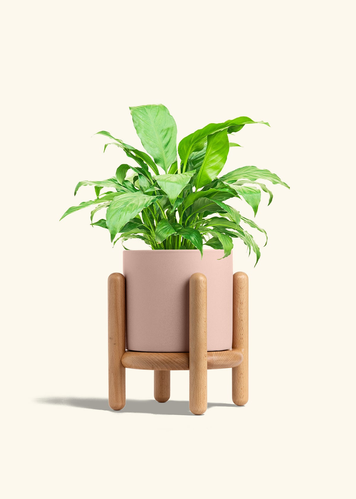 Peace Lily in a 6 inches Pink Classic Cylinder Planter in a Beech Wood Stand