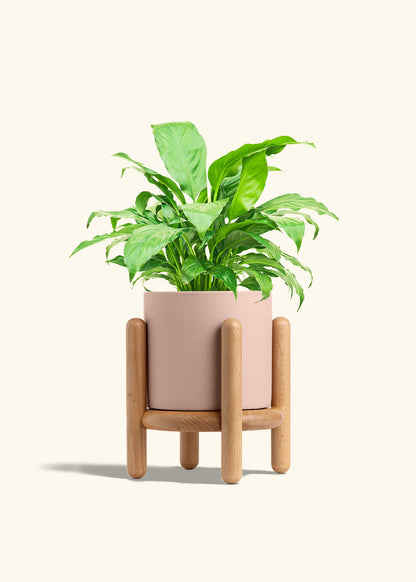 Peace Lily in a 6 inches Pink Classic Cylinder Planter in a Beech Wood Stand