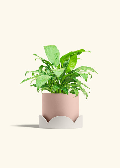 Peace Lily in a 6 inches Pink Classic Cylinder Planter in a Oat Petal Drip Tray