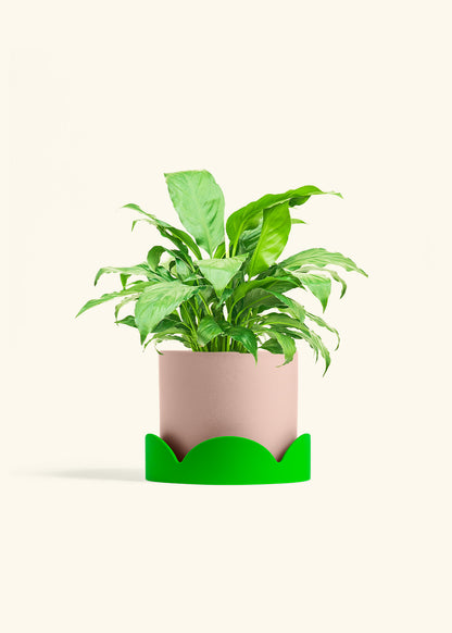 Peace Lily in a 6 inches Pink Classic Cylinder Planter in a Shamrock Petal Drip Tray