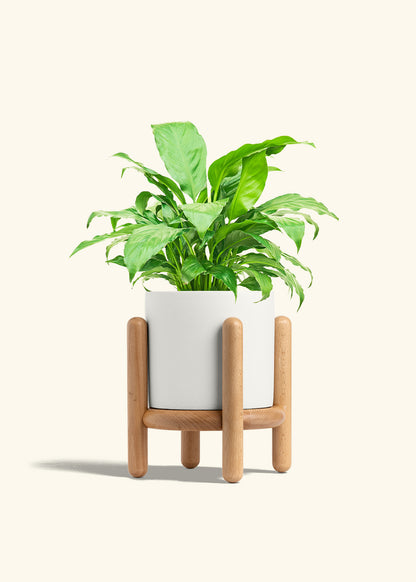 Peace Lily in a 6 inches White Classic Cylinder Planter in a Beech Wood Stand