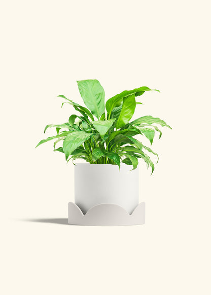 Peace Lily in a 6 inches White Classic Cylinder Planter in a Oat Petal Drip Tray