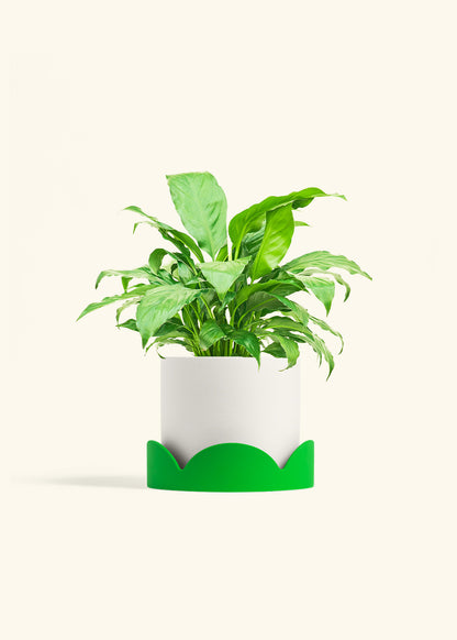 Peace Lily in a 6 inches White Classic Cylinder Planter in a Shamrock Petal Drip Tray