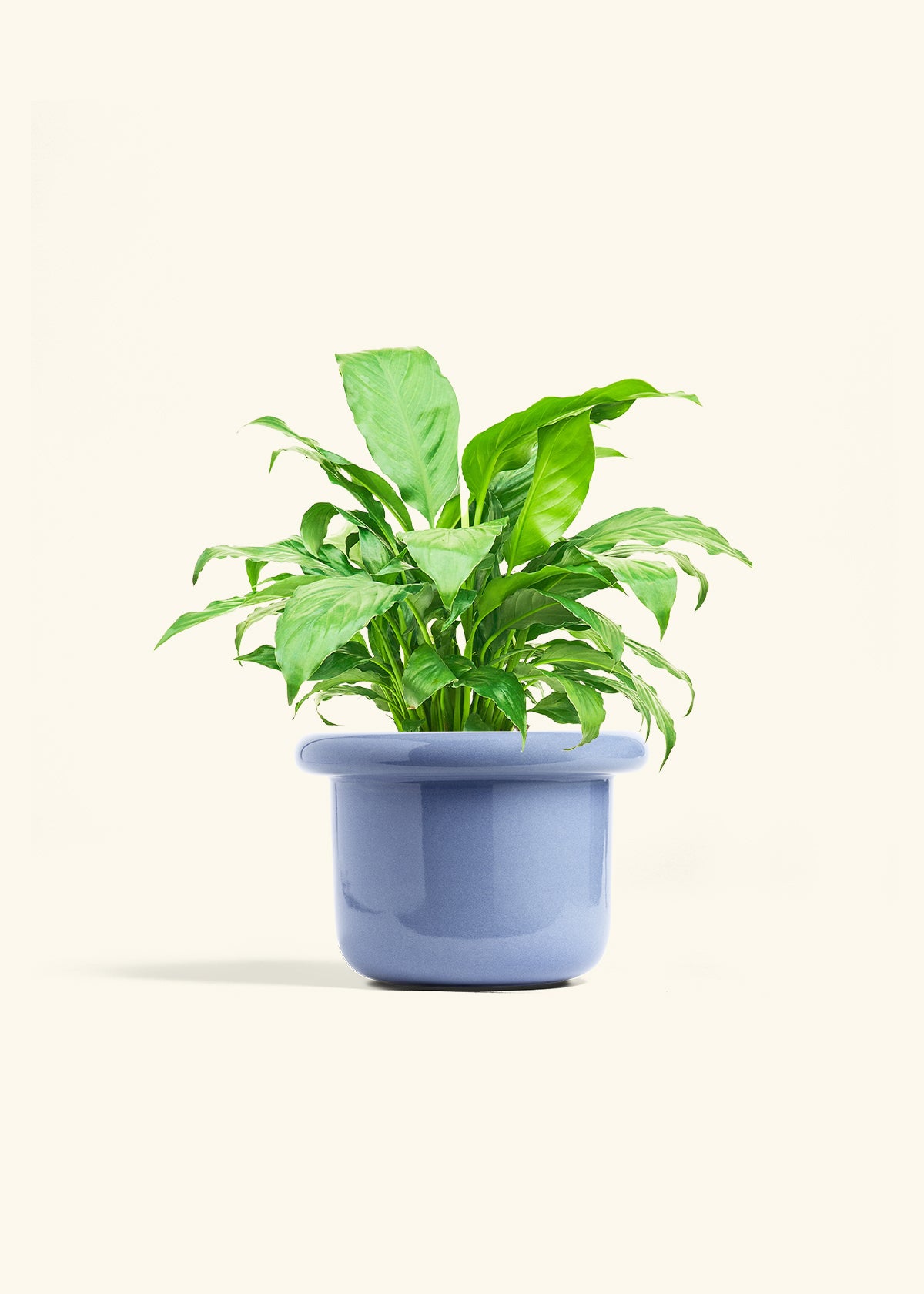 Peace Lily in a 6 inches Fat Lip Blue Planter 