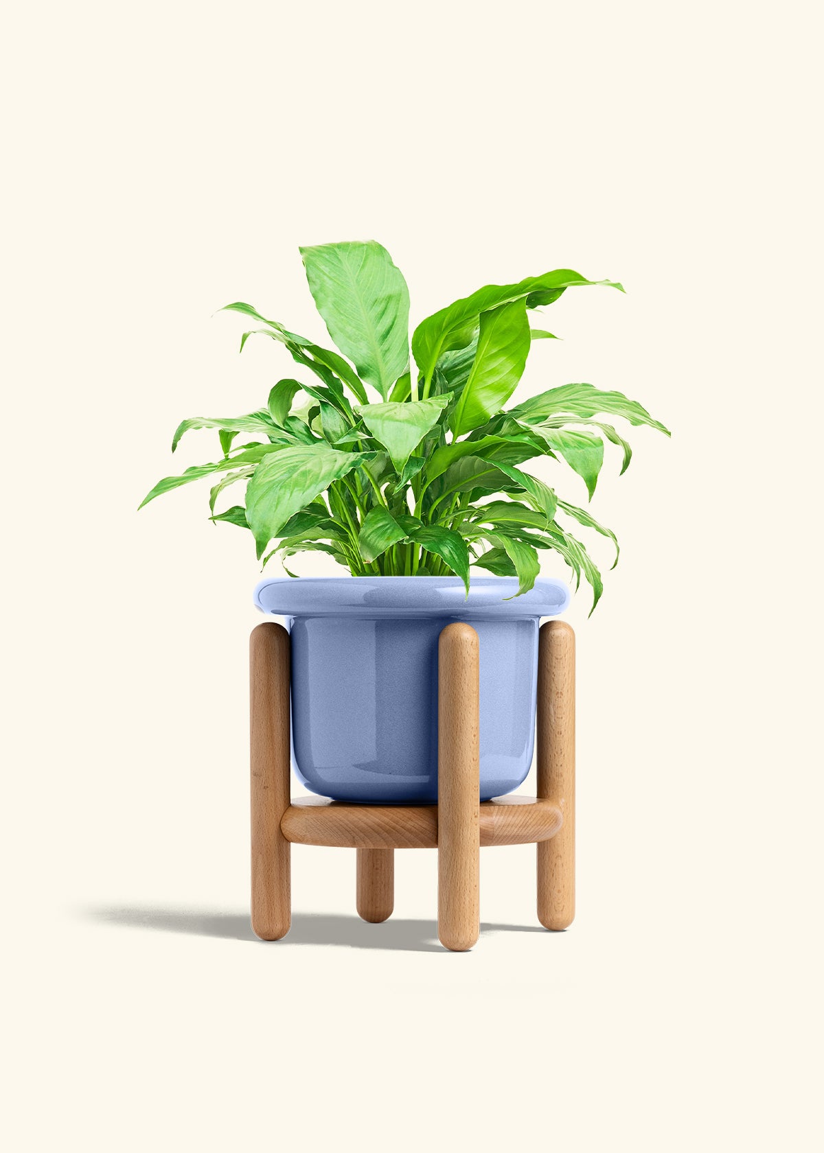 Peace Lily in a 6 inches Fat Lip Blue Planter in a Beech Wood Stand