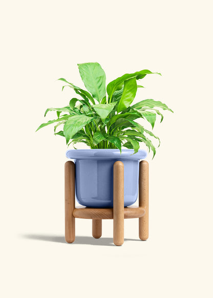 Peace Lily in a 6 inches Fat Lip Blue Planter in a Beech Wood Stand