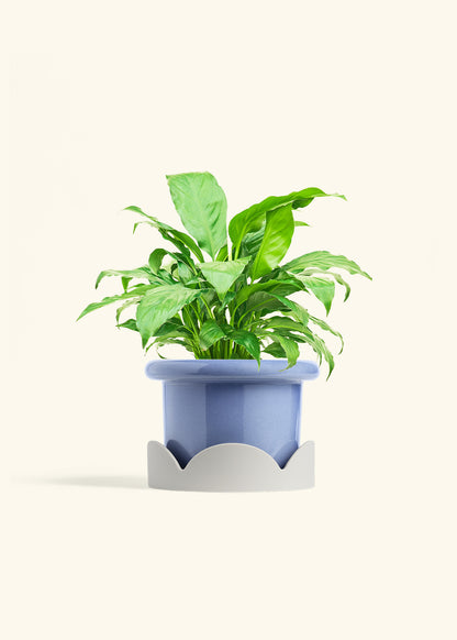 Peace Lily in a 6 inches Fat Lip Blue Planter in a Oat Petal Drip Tray