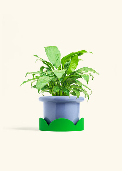 Peace Lily in a 6 inches Fat Lip Blue Planter in a Shamrock Petal Drip Tray