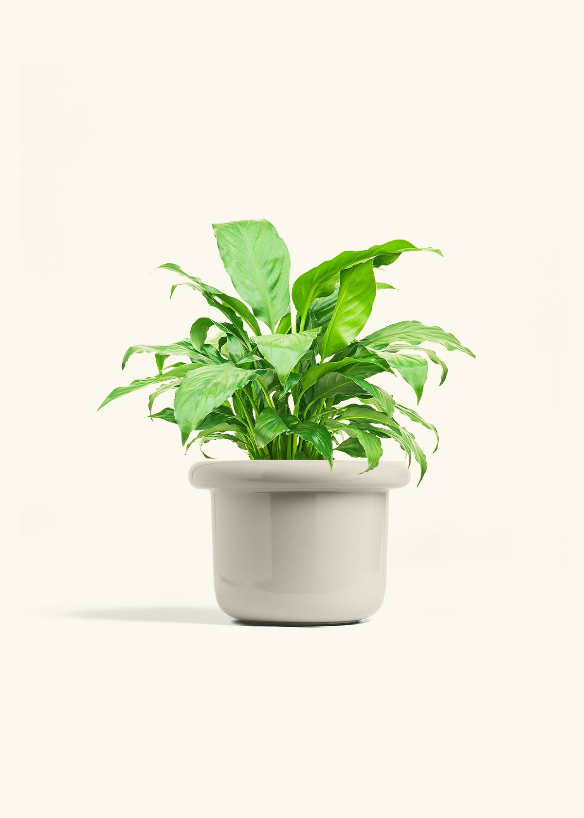 Peace Lily in a 6 inches Fat Lip Oat Planter 